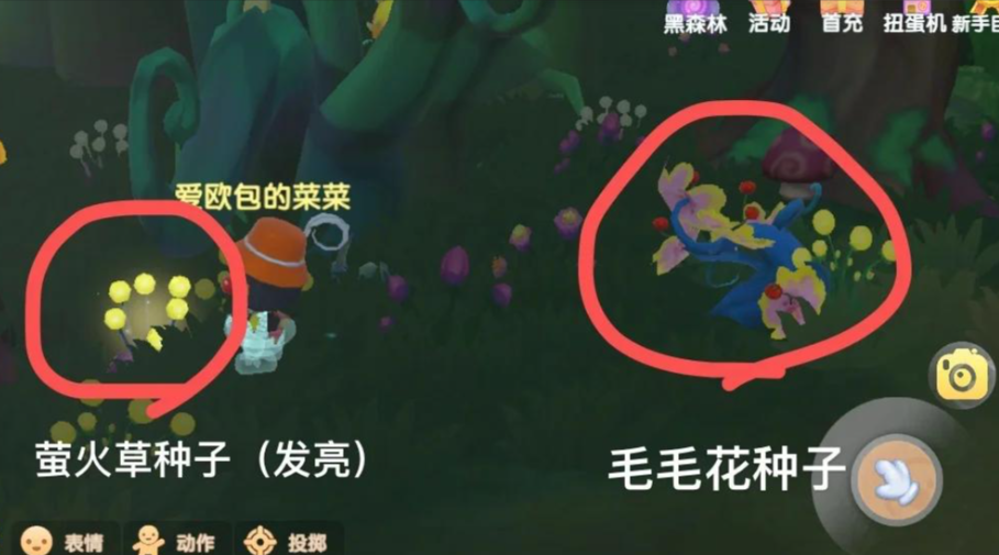 摩尔庄园探索黑森林怎么完成